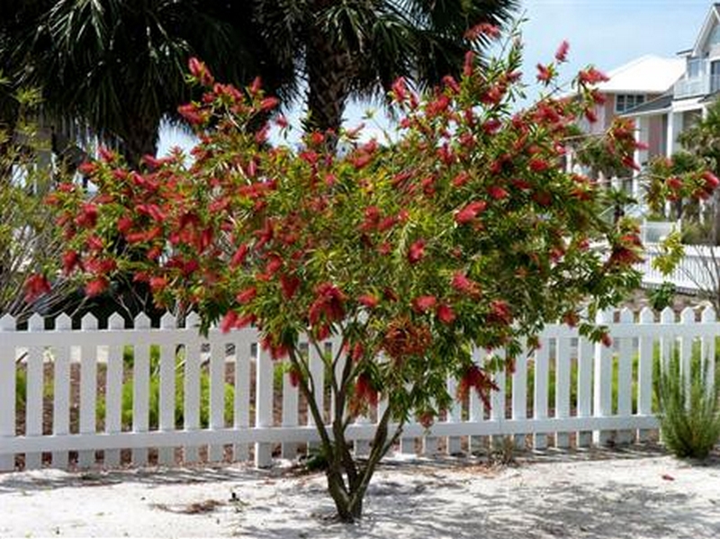 Craig's Perfect Turf Landscaping Plants Port Charlotte Florida